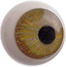 EyeBallAni.gif image by rebelrhoads